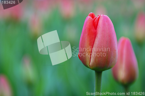 Image of Flowers, Tulip