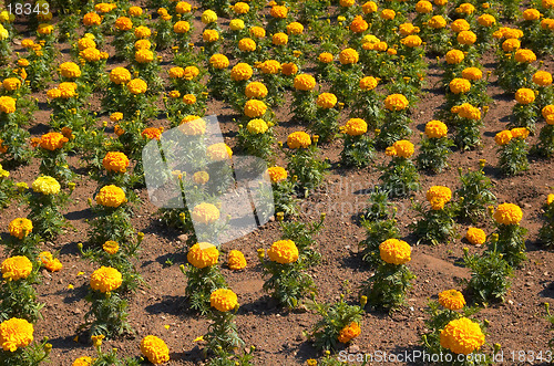 Image of Flower bed 2