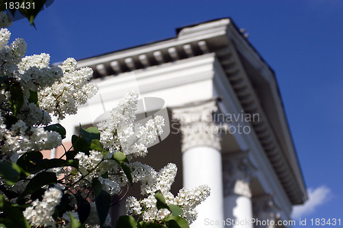 Image of Flowers, Blanching Lilac
