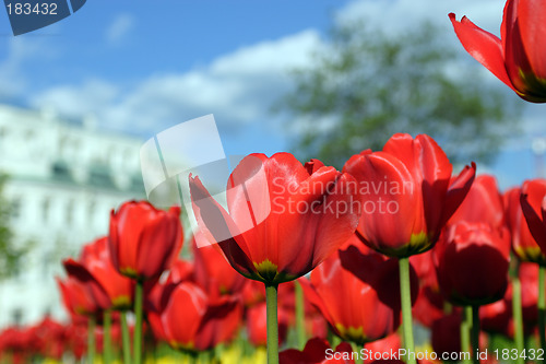 Image of Flowers, Tulip