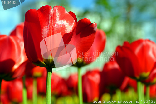 Image of Flowers, Tulip