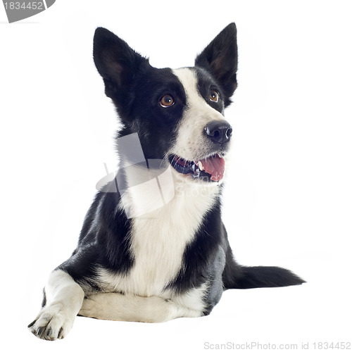 Image of border collie