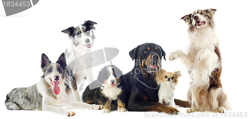 Image of dogs