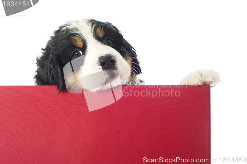 Image of puppy bernese moutain dog in a box