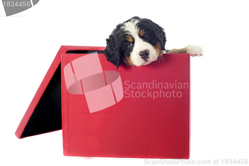 Image of puppy bernese mountain dog in a box
