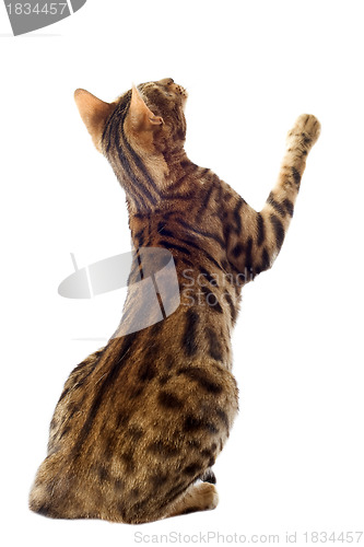 Image of bengal cat