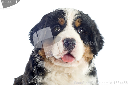 Image of puppy bernese moutain dog