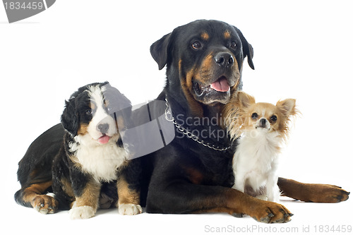 Image of three dogs