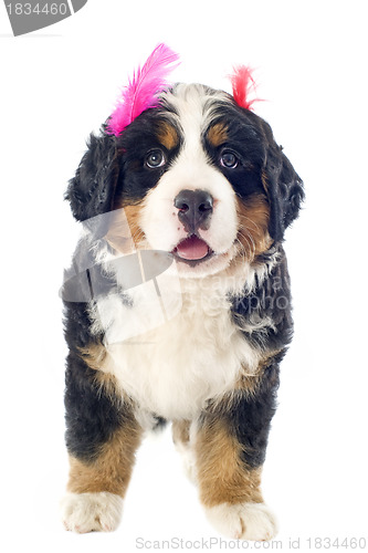 Image of puppy bernese moutain dog