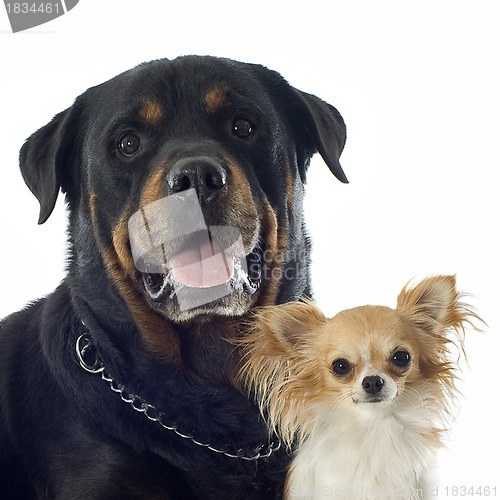 Image of rottweiler and chihuahua