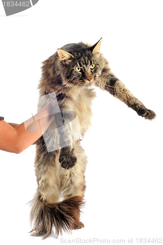 Image of maine coon cat