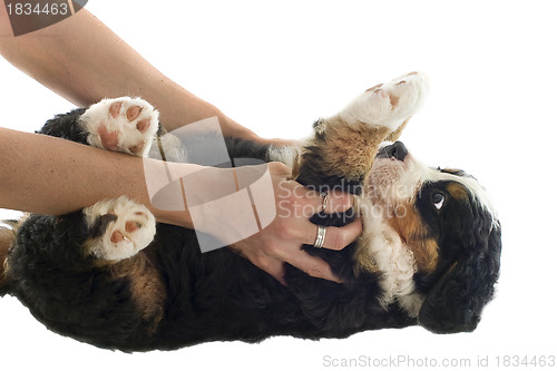 Image of puppy bernese moutain dog