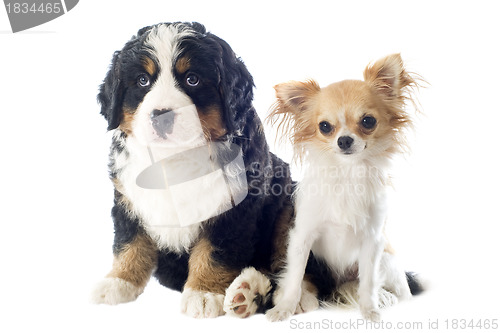 Image of puppy bernese moutain dog and chihuahua