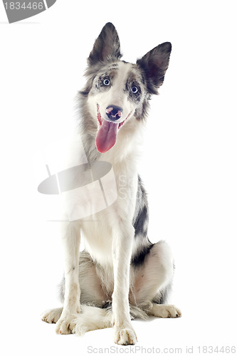 Image of border collie