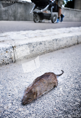 Image of Dead rat