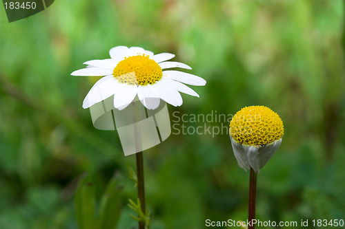 Image of Daisys