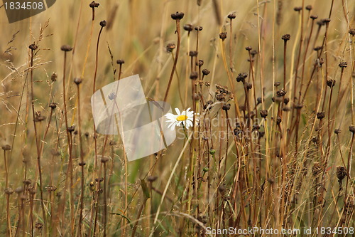 Image of white flower on a yellow field