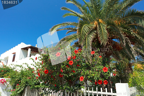 Image of Panarea 