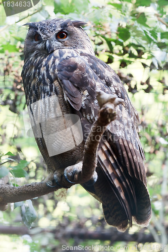 Image of Eurasin Eagle-owl
