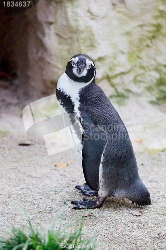 Image of Humboldt penguin