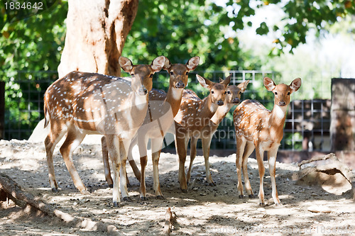 Image of Sika deers