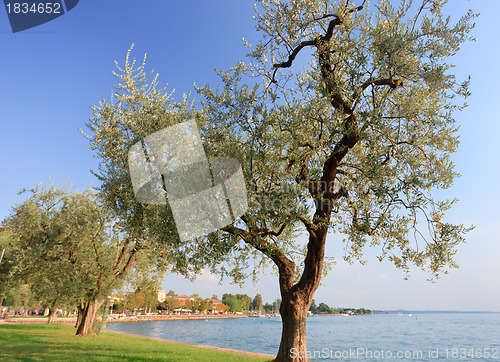 Image of Olive trees near lake Garda in Bardolino
