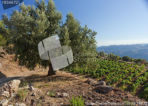 Image of Olive tree in Calabria