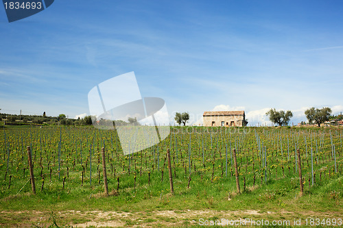 Image of Vineyard with new vines and rustic building