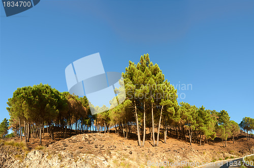 Image of Mediterranean pines on calabrian hills