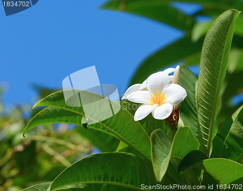 Image of White natural frangipani