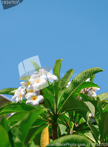 Image of Group of white frangipani