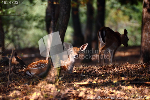 Image of deer calf in worm light