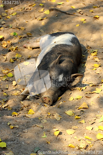 Image of lazy pig sleeping