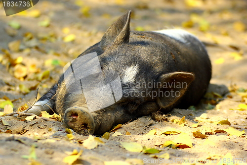 Image of lazy pig