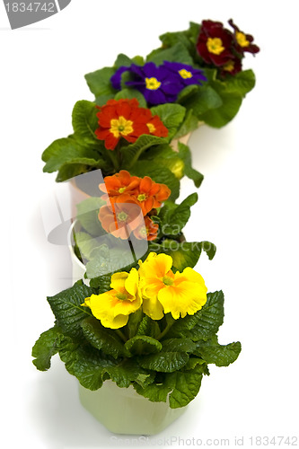 Image of Primula