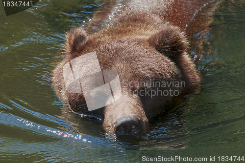 Image of Grizzly Bear