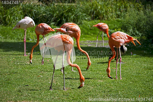 Image of Flamingos