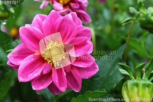 Image of Beautiful flower with water drops