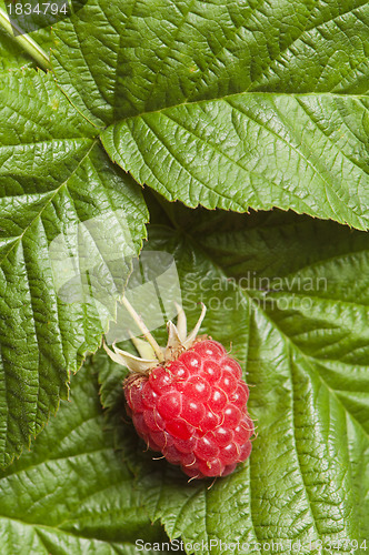 Image of Berries of a raspberry on leaves, a close up