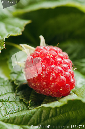 Image of Berries of a raspberry on leaves, a close up