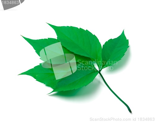 Image of Green virginia creeper leaves on white background