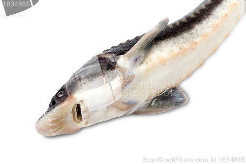 Image of Sterlet fish on white background