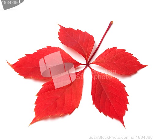 Image of Red autumn virginia creeper leaf on white background