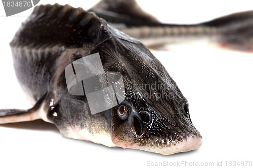 Image of Sterlet fish on white background