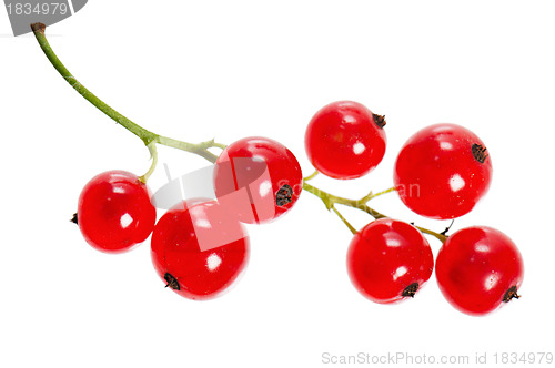 Image of a bunch of red currant, isolated on white 