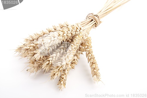 Image of close up brown wheat grain isolated on white