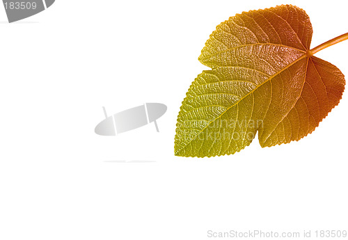 Image of Leaf