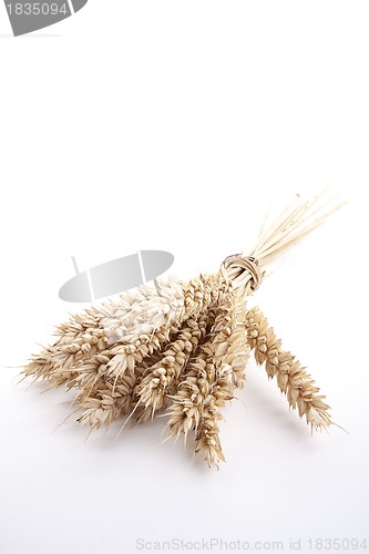 Image of close up brown wheat grain isolated on white