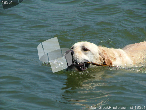 Image of swimming dog