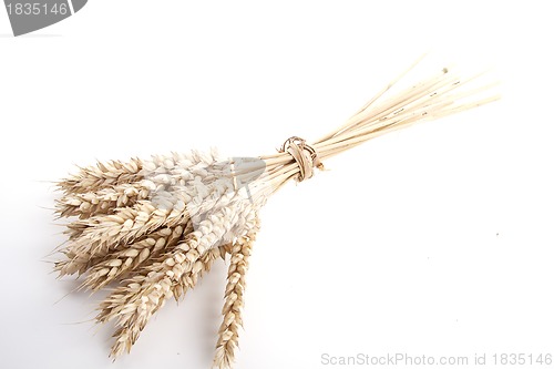 Image of close up brown wheat grain isolated on white